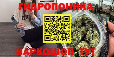 шишки Изобильный